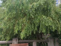 -西湖文化广场