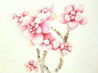 从养多肉到画多肉,生活越来越有趣啦