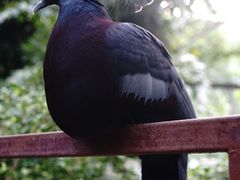 景点-清迈夜间动物园