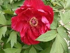 -金汤包(美专校街店)