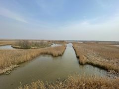 -盐城丹顶鹤湿地生态旅游区