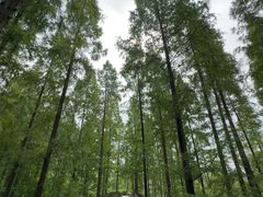 -黄海国家森林公园