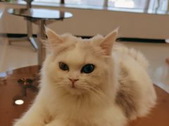 -共舞时光猫咖·狗咖(新街口店)