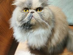 -有猫主题·治愈系猫咖(曾厝垵店)