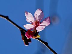 -顾村公园
