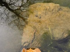 -洋湖国家湿地公园