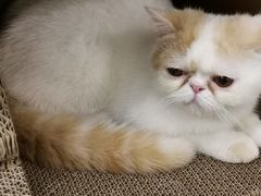 可爱的猫咪-有猫主题·治愈系猫咖(曾厝垵店)