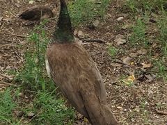 -北京麋鹿生态实验中心