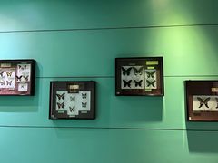 -上海昆虫博物馆