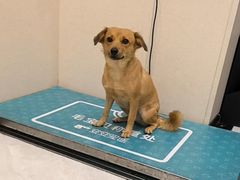 -安安宠医宠物医院·异宠·犬猫内科(岳阳分院)