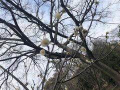 -秋霞圃