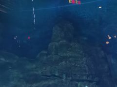 -烟台海昌鲸鲨海洋公园