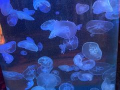 -顺德南宏海立方海洋公园