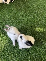 -萌宠亲子动物乐园(槐房万达店)