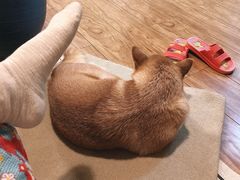 -瑞派长江宠物医院·猫科·外科·24小时夜护(谊城公寓分院)