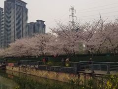 -西北湖绿化广场