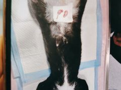 -丹景宠物医院·全科·老年病·牙科(武昌诊疗中心)