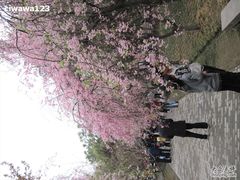 -西安青龙寺遗址景区