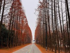 -黄海国家森林公园