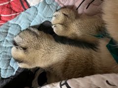 -美联众合动物医院·24h转诊中心