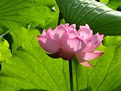 -陈家山荷花公园