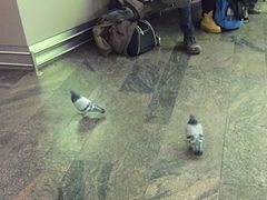 -谢列梅捷沃国际机场
