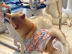 -怪兽屋·羊驼·猫咖·狗咖(俊华广场店)