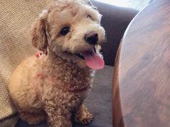 -百好乐宠物友好餐厅(朝外大街店)