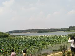 -丁香湖公园