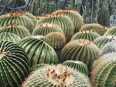 -深圳仙湖植物园