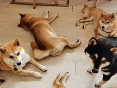 -柴犬高等学院·狗咖·柴犬售卖·宠物训练