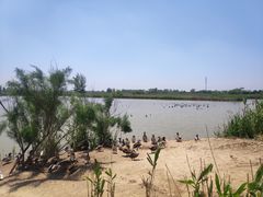 -盐城丹顶鹤湿地生态旅游区