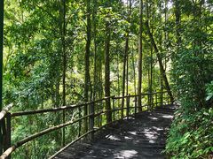 -西双版纳原始森林公园