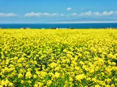 -青海湖国家重点风景名胜区