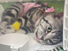 -纳吉亚猫专科动物诊疗中心(蒋宅口分院)