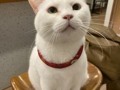 -有猫主题·治愈系猫咖(曾厝垵店)