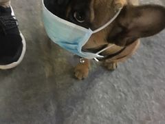 -志龙皇冠吃货椰子铺