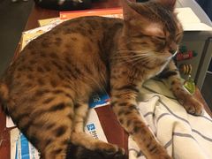 -猫色咖啡·猫咖