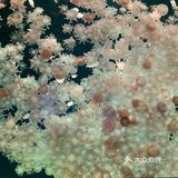 长隆海洋王国