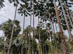 -中国科学院西双版纳热带植物园