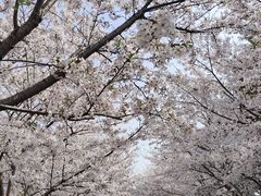 -高东镇樱花园