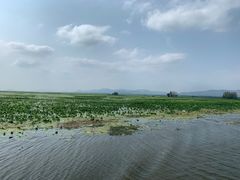 -微山湖红荷湿地景区