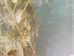 -Thai Basil罗勒叶泰式餐厅(时代天街店)