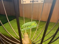 -云海肴云南菜·蒸汽石锅鱼(青岛万象城店)