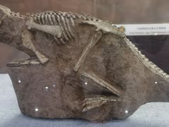 -西峡恐龙遗迹园