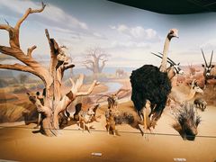 -陕西自然博物馆