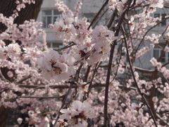 -桃花堤公园