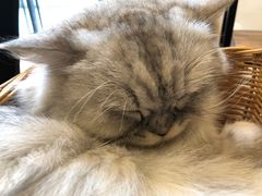 -猫友咖啡店(玉林西路店)