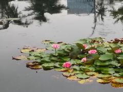 -四川大学(望江校区)