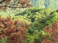 -陕西省红河谷森林公园